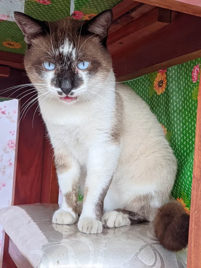 Gato ra a Siamês  idade 5 anos nome Pitucho