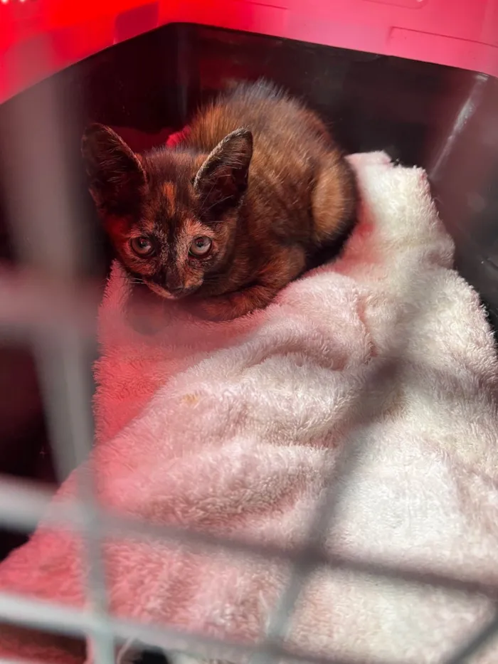 Gato ra a SRD-ViraLata idade 2 a 6 meses nome Vitória