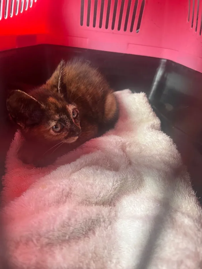 Gato ra a SRD-ViraLata idade 2 a 6 meses nome Vitória