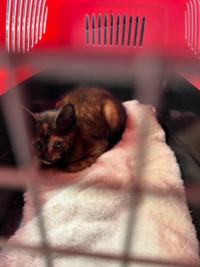 Gato ra a SRD-ViraLata idade 2 a 6 meses nome Vitória