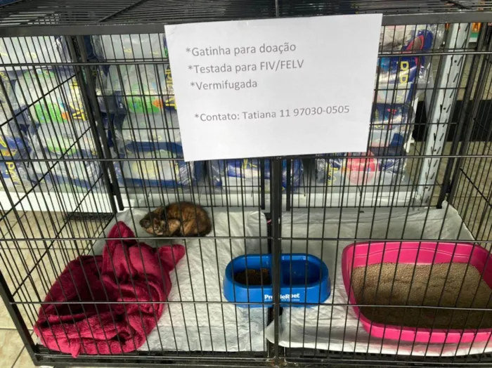 Gato ra a SRD-ViraLata idade 2 a 6 meses nome Vitória
