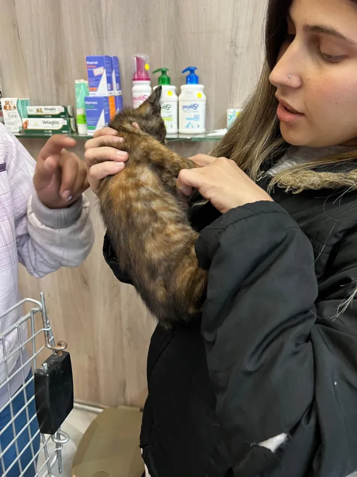Gato ra a SRD-ViraLata idade 2 a 6 meses nome Vitória