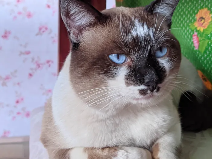 Gato ra a Siamês  idade 5 anos nome Pitucho