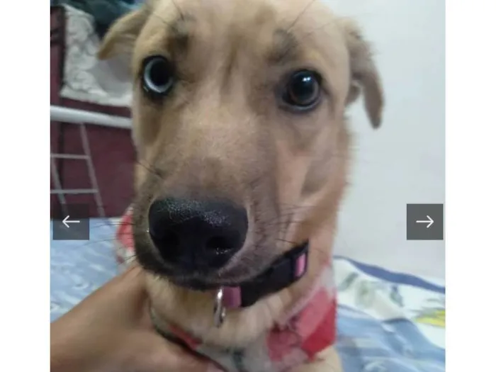 Cachorro raça SRD-ViraLata idade 1 ano nome Molly