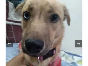 Cachorro raça SRD-ViraLata idade 1 ano nome Molly