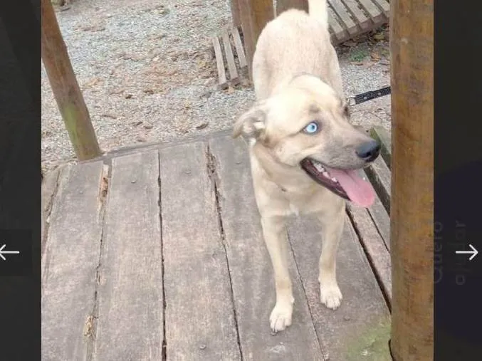 Cachorro raça SRD-ViraLata idade 1 ano nome Molly