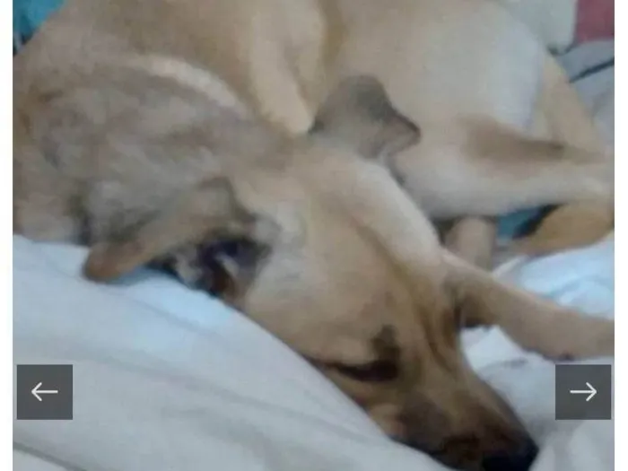 Cachorro raça SRD-ViraLata idade 1 ano nome Molly