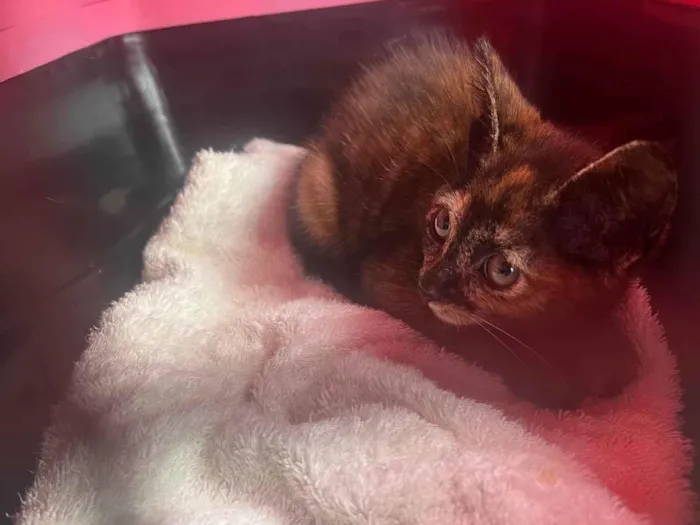 Gato ra a SRD-ViraLata idade 2 a 6 meses nome Vitória