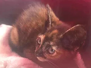 Gato raça SRD-ViraLata idade 2 a 6 meses nome Vitória