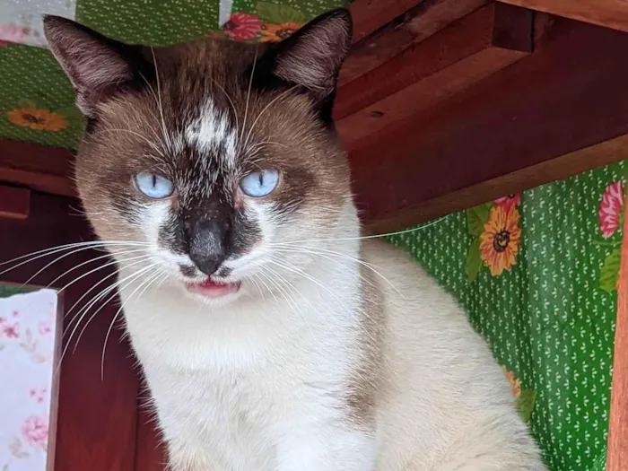 Gato ra a Siamês  idade 5 anos nome Pitucho