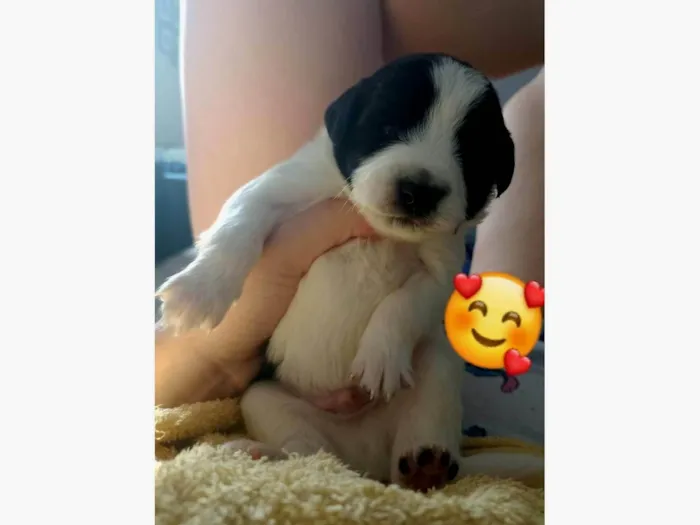 Cachorro ra a Terrier misto  idade Abaixo de 2 meses nome Sem nome