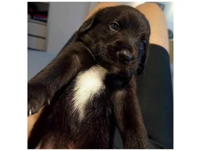 Cachorro ra a Terrier misto  idade Abaixo de 2 meses nome Sem nome