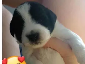 Cachorro raça Terrier misto  idade Abaixo de 2 meses nome Sem nome