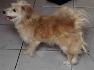 Cachorro raça Desconhecido  idade 1 ano nome Marley