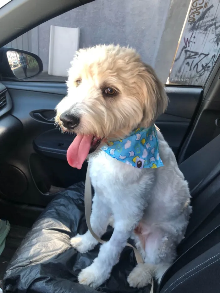 Cachorro raça Srd idade 7 a 11 meses nome Billy