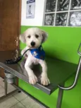 Cachorro raça Srd idade 7 a 11 meses nome Billy