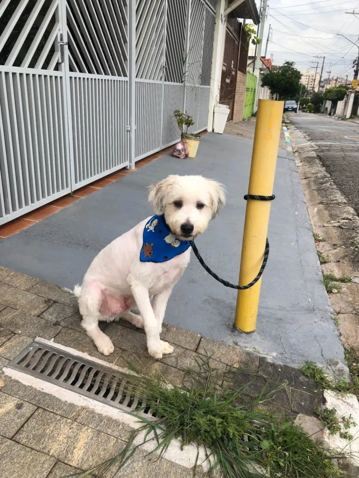 Cachorro raça Srd idade 7 a 11 meses nome Billy
