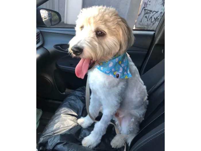 Cachorro raça Srd idade 7 a 11 meses nome Billy