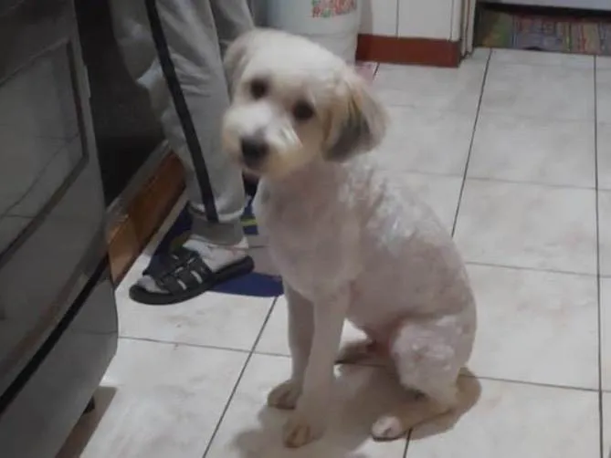 Cachorro raça Srd idade 7 a 11 meses nome Billy