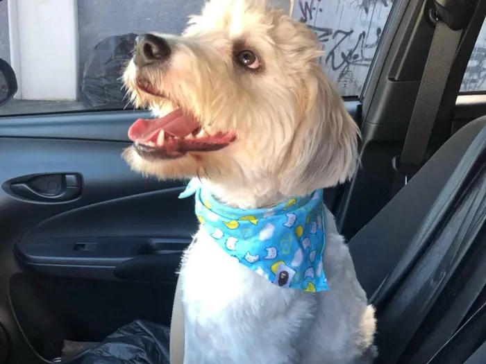 Cachorro raça Srd idade 7 a 11 meses nome Billy