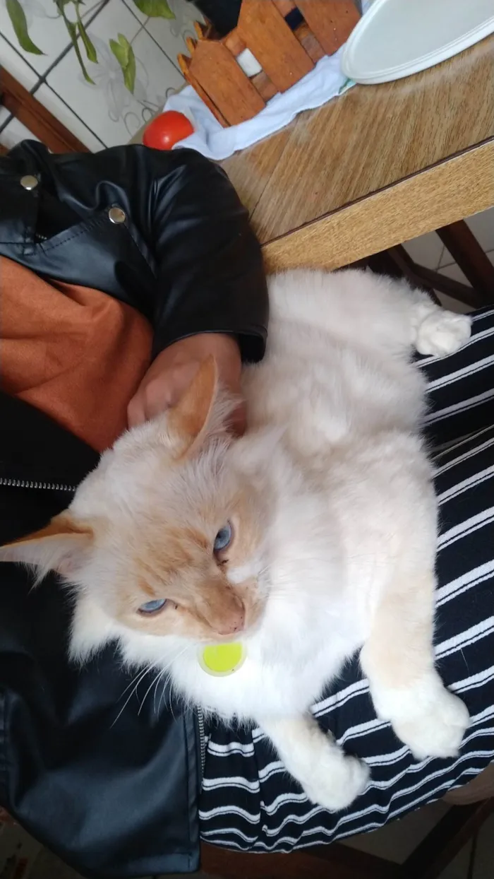 Gato ra a SRD idade 3 anos nome Marlin