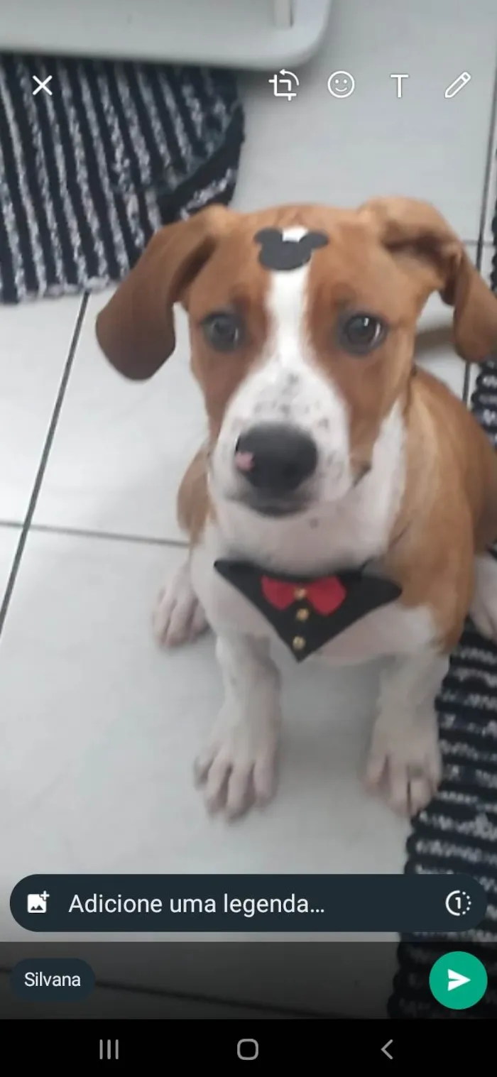 Cachorro ra a ViraLata idade 7 a 11 meses nome Thor