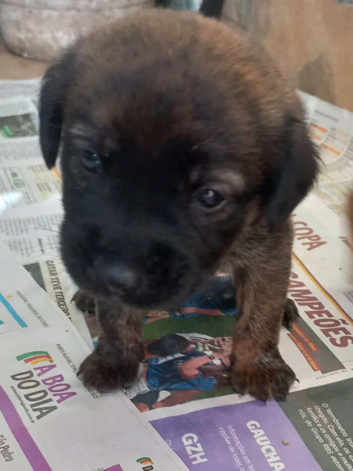 Cachorro ra a Viralata idade Abaixo de 2 meses nome Esperando por um dono para dar muito carinho.