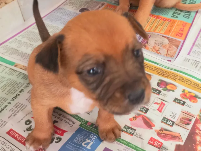 Cachorro ra a Viralata idade Abaixo de 2 meses nome Esperando por um dono para dar muito carinho.