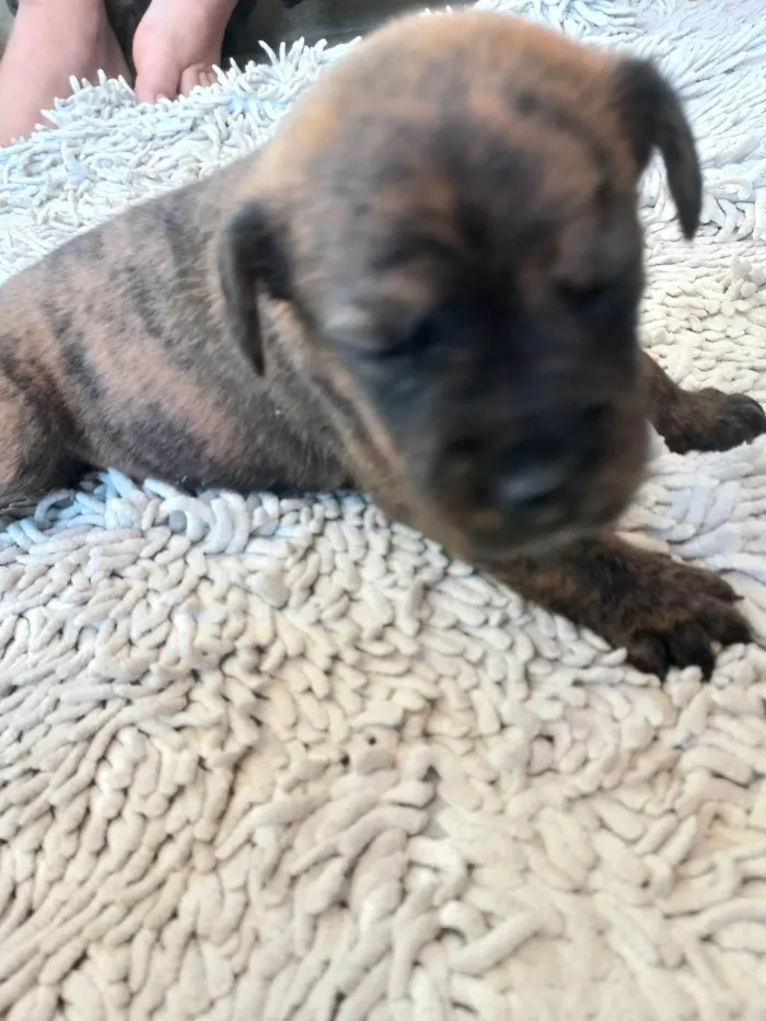 Cachorro ra a Viralata idade Abaixo de 2 meses nome Esperando por um dono para dar muito carinho.