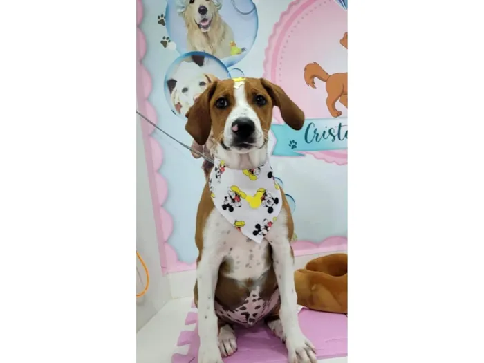 Cachorro ra a ViraLata idade 7 a 11 meses nome Thor