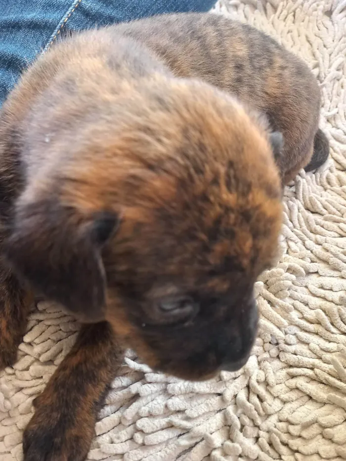 Cachorro ra a Viralata idade Abaixo de 2 meses nome Esperando por um dono para dar muito carinho.