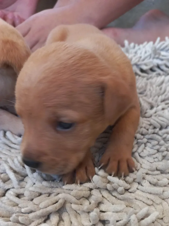 Cachorro ra a Viralata idade Abaixo de 2 meses nome Esperando por um dono para dar muito carinho.