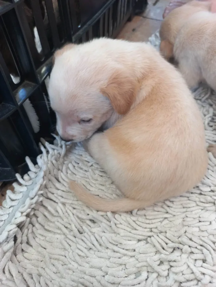 Cachorro ra a Viralata idade Abaixo de 2 meses nome Esperando por um dono para dar muito carinho.