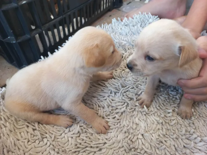 Cachorro ra a Viralata idade Abaixo de 2 meses nome Esperando por um dono para dar muito carinho.