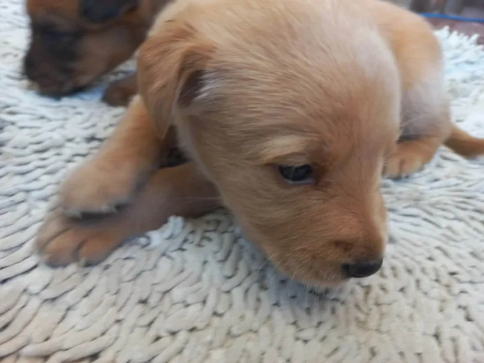 Cachorro ra a Viralata idade Abaixo de 2 meses nome Esperando por um dono para dar muito carinho.