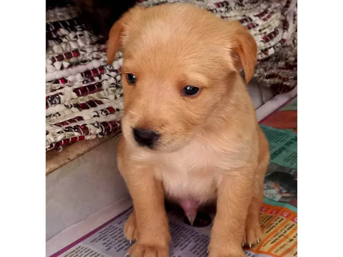 Cachorro ra a Viralata idade Abaixo de 2 meses nome Esperando por um dono para dar muito carinho.