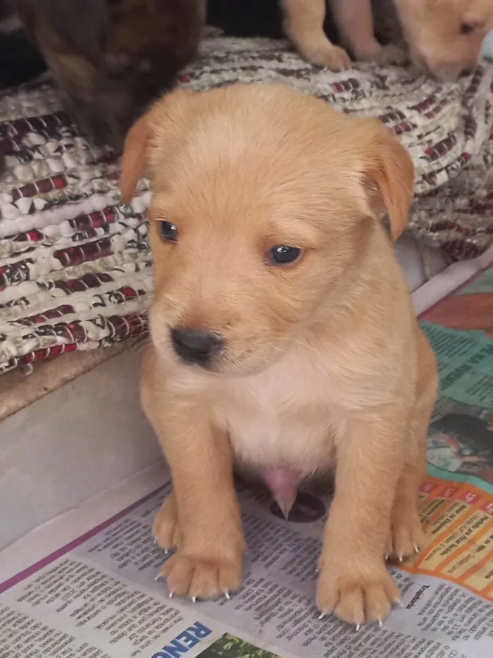 Cachorro ra a Viralata idade Abaixo de 2 meses nome Esperando por um dono para dar muito carinho.