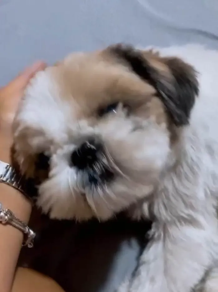 Cachorro ra a Shitzu idade 4 anos nome Theo 