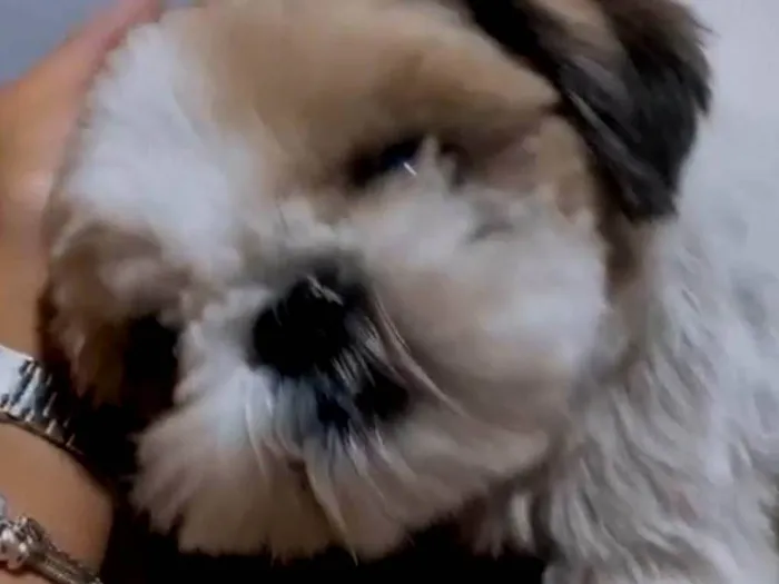 Cachorro ra a Shitzu idade 4 anos nome Theo 
