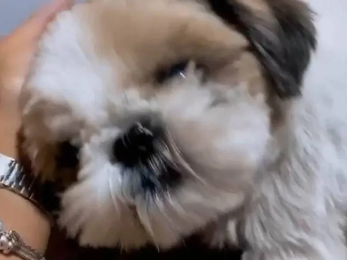 Cachorro ra a Shitzu idade 4 anos nome Theo 