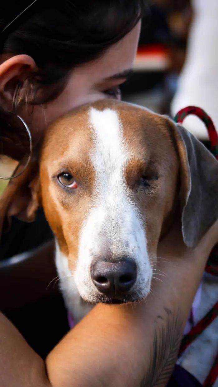 Cachorro ra a  idade 1 ano nome Clara 