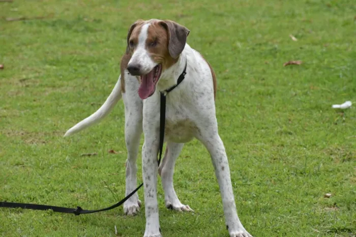 Cachorro ra a  idade 1 ano nome Clara 