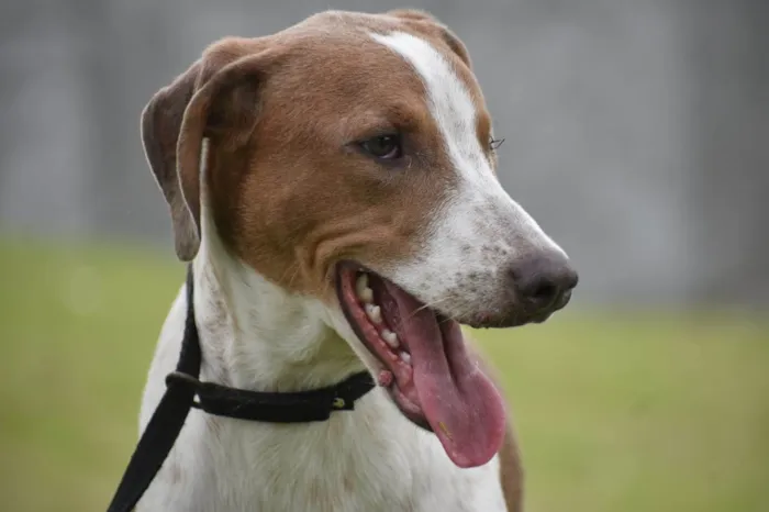 Cachorro ra a  idade 1 ano nome Clara 