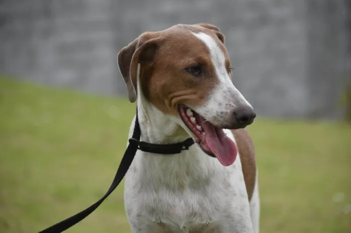 Cachorro ra a  idade 1 ano nome Clara 