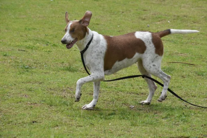 Cachorro ra a  idade 1 ano nome Clara 