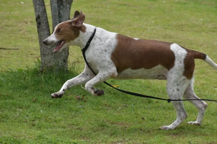 Cachorro ra a  idade 1 ano nome Clara 