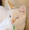Floquinho 