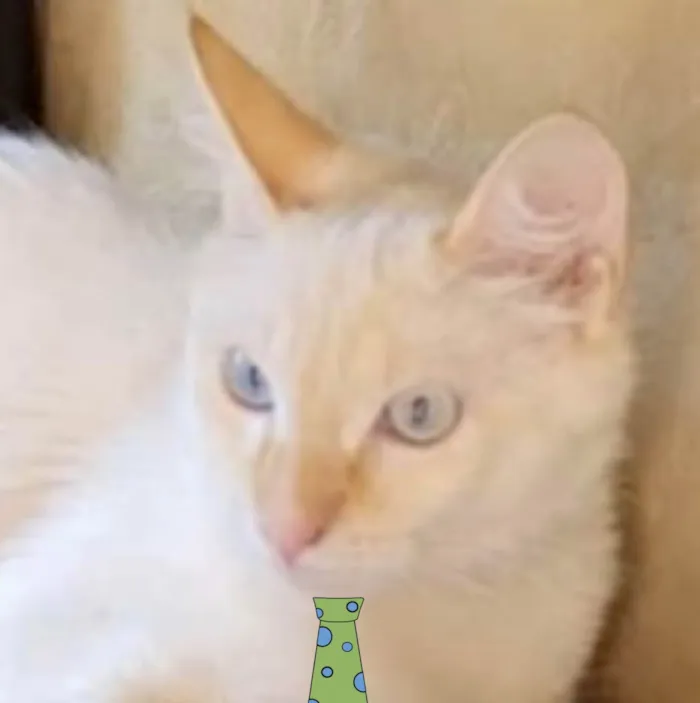 Gato ra a Mestico  idade 7 a 11 meses nome Floquinho 