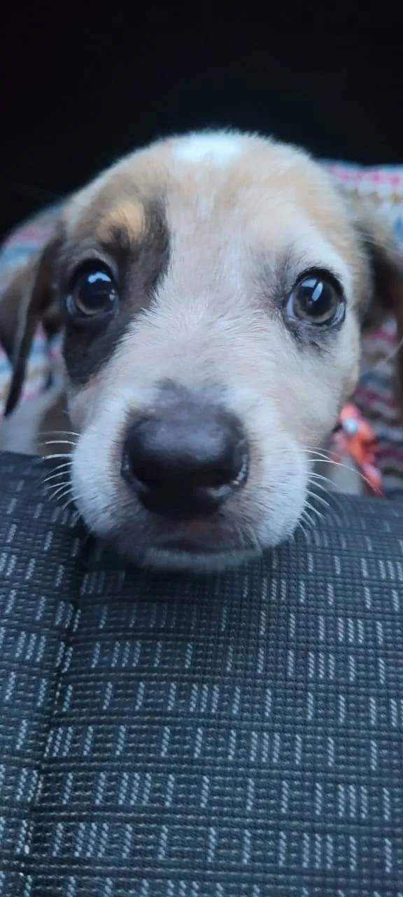 Cachorro ra a SRD-ViraLata idade 2 a 6 meses nome Rick