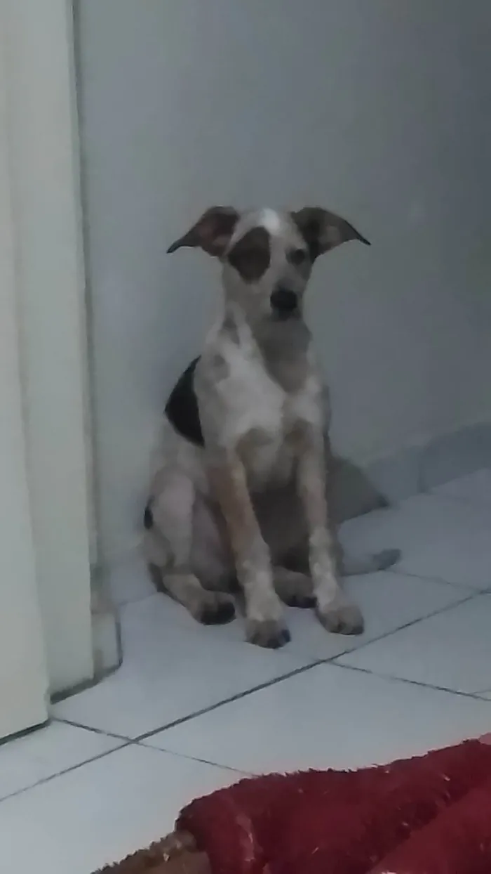 Cachorro ra a SRD-ViraLata idade 2 a 6 meses nome Rick